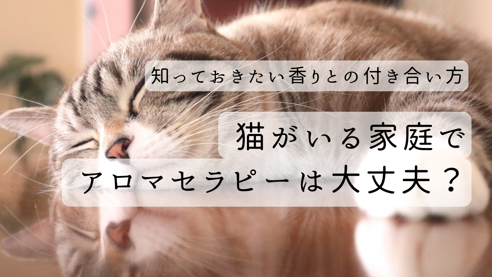 猫がいる家庭でアロマセラピーは大丈夫？知っておきたい香りとの付き合い方