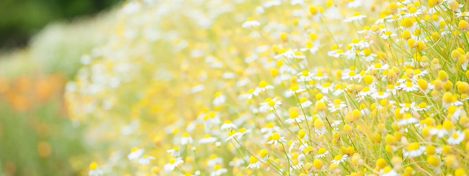 資料請求お問い合わせ