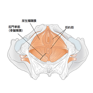 骨粗鬆症やフレイル予防に特化したピラティスエクササイズ