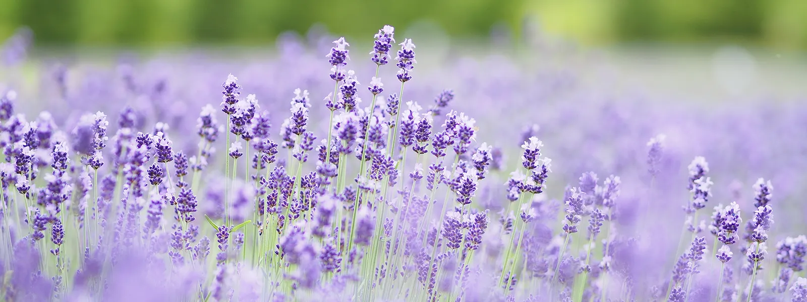 日本統合医学協会について